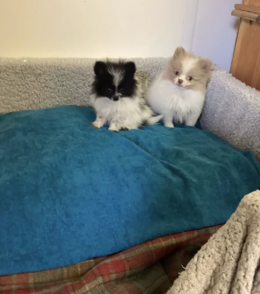 Regala un cucciolo di Volpino Pomerania maschio e uno femmina | Foto 1