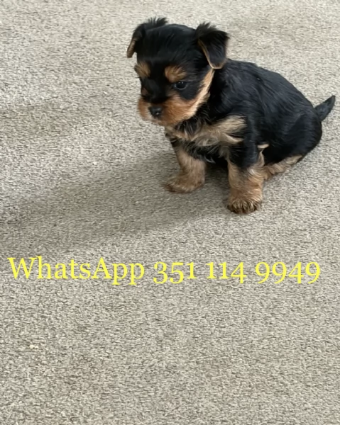 Regala un cucciolo di Yorkshire maschio e uno femmina | Foto 2