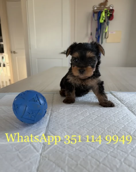 Regala un cucciolo di Yorkshire maschio e uno femmina | Foto 0