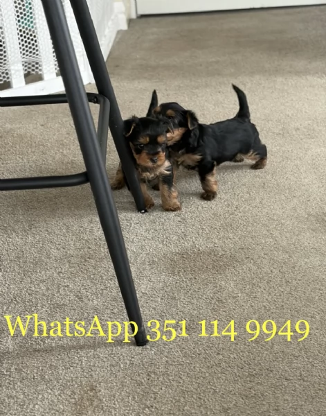 Regala un cucciolo di Yorkshire maschio e uno femmina