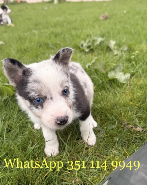 Regala un cucciolo di Bearded Collie maschio e uno femmina | Foto 2