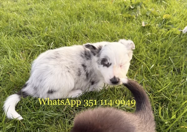 Regala un cucciolo di Bearded Collie maschio e uno femmina | Foto 1