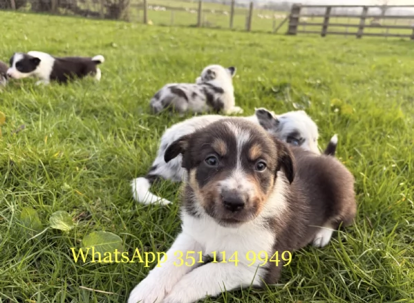 Regala un cucciolo di Bearded Collie maschio e uno femmina