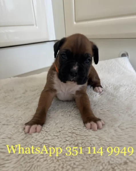 Regala un cucciolo di Boxer maschio e uno femmina | Foto 1