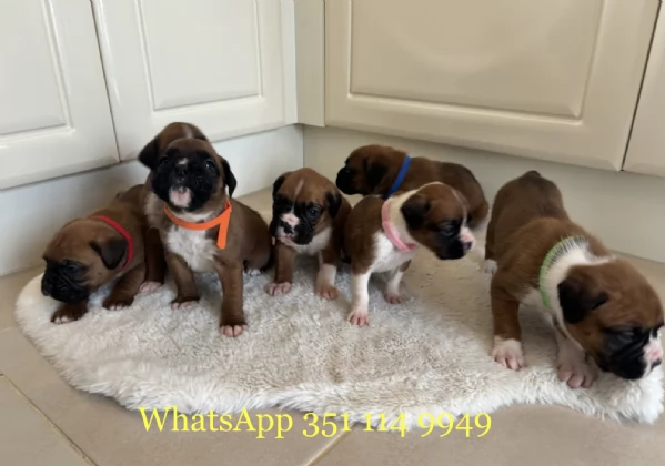 Regala un cucciolo di Boxer maschio e uno femmina