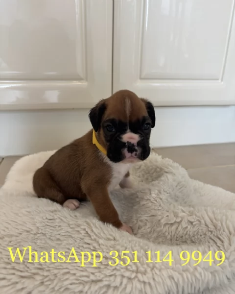 Regala un cucciolo di Boxer maschio e uno femmina | Foto 0
