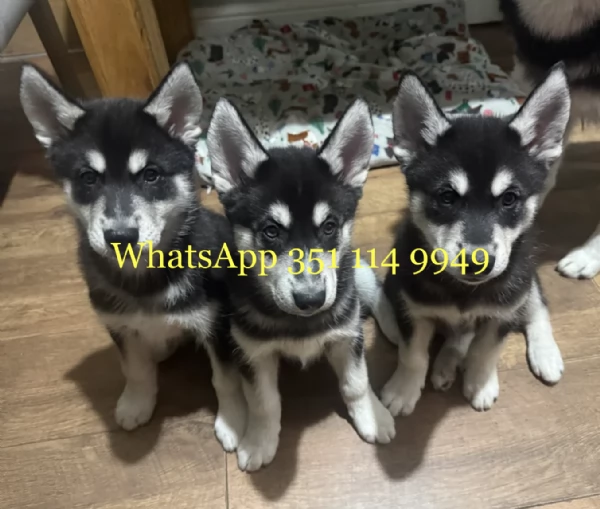 Regala un cucciolo di Husky maschio e uno femmina