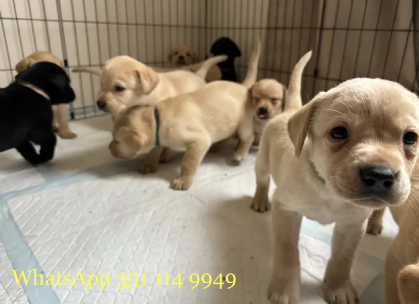Regala un cucciolo di Labrador maschio e uno femmina | Foto 2