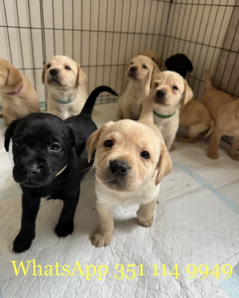 Regala un cucciolo di Labrador maschio e uno femmina | Foto 0