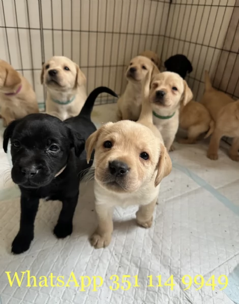 Regala un cucciolo di Labrador maschio e uno femmina