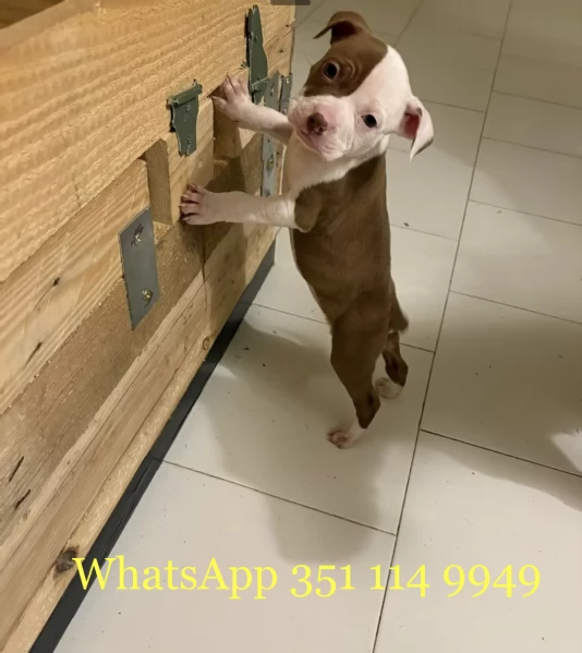 Regala un cucciolo di Pitbull maschio e uno femmina | Foto 1