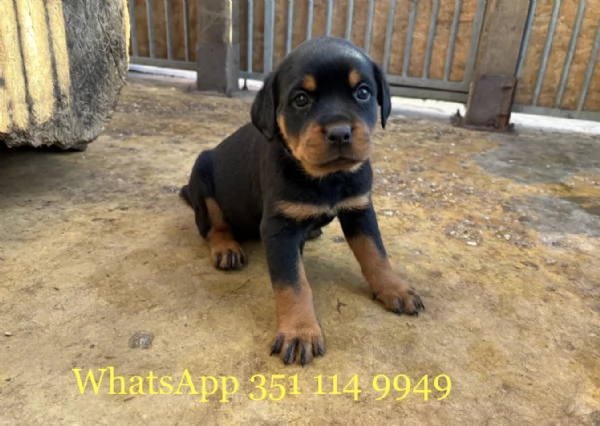 Regala un cucciolo di Rottweiler maschio e uno femmina | Foto 2