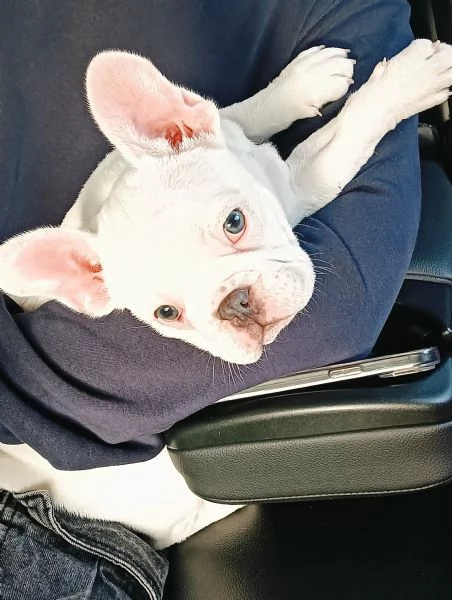 Bulldog francese esotico 