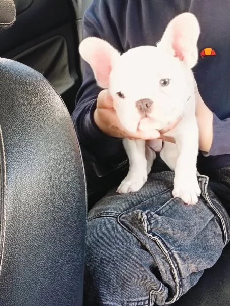 Bulldog francese esotico  | Foto 4