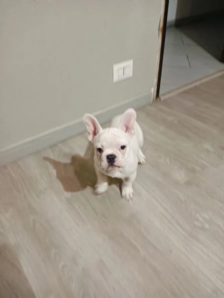 Bulldog francese esotico  | Foto 3