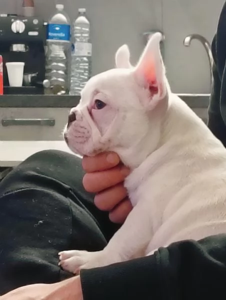 Bulldog francese esotico  | Foto 2