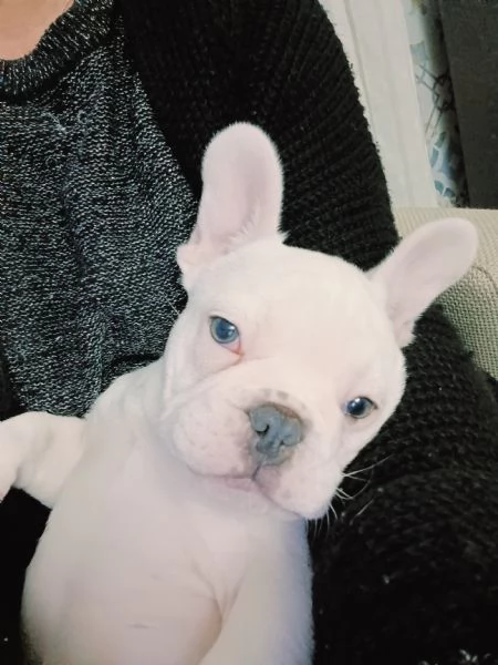 Bulldog francese esotico  | Foto 1