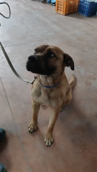 Regalo cucciolo taglia media 