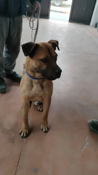 Regalo cucciolo taglia media  | Foto 0