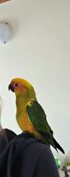 Conuro del Sole | Foto 1