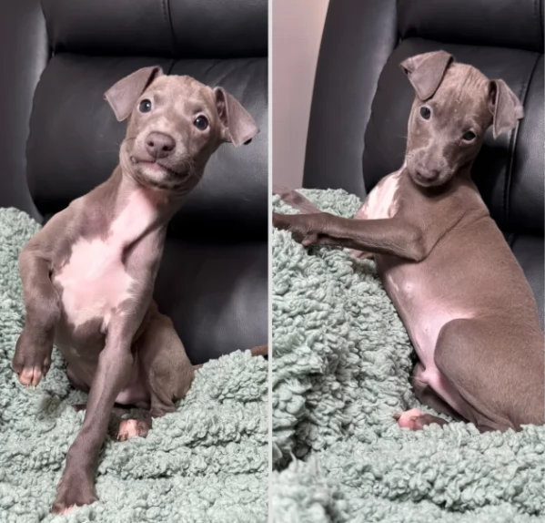 Levriero Italiano intelligente e affettuosi