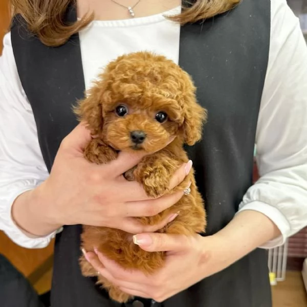 Due cuccioli di Barboncina toy 