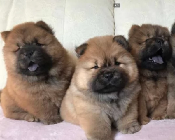 Chow chow con pedigree