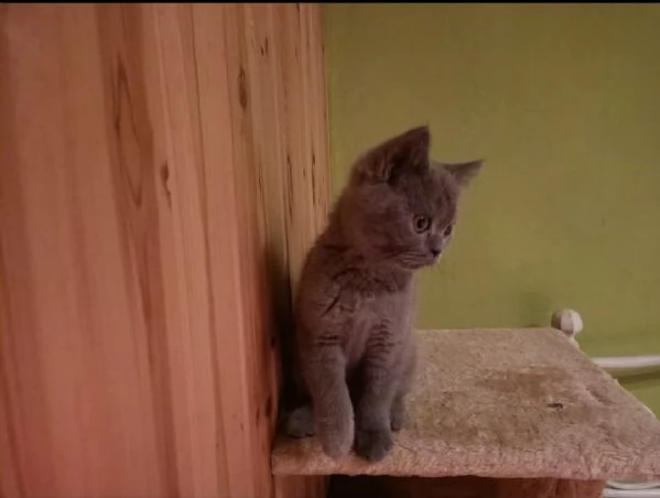 Gatti british  | Foto 0