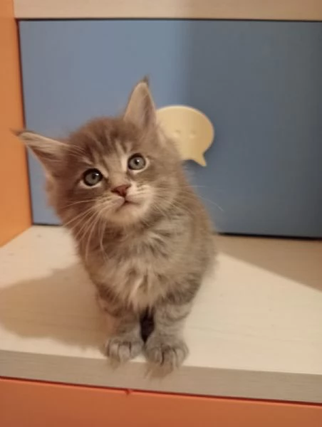 GATTINI MAINE COON | Foto 1