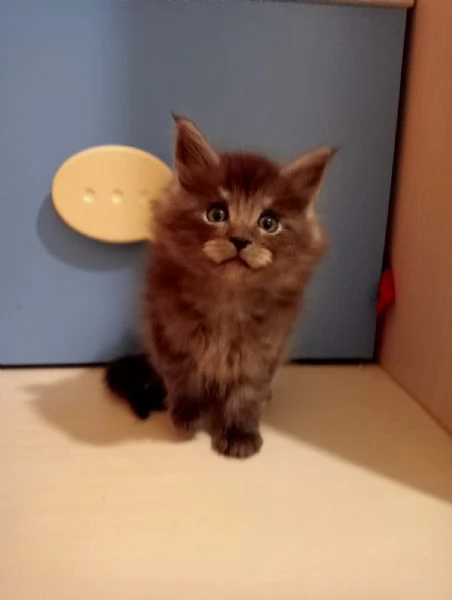 GATTINI MAINE COON | Foto 0