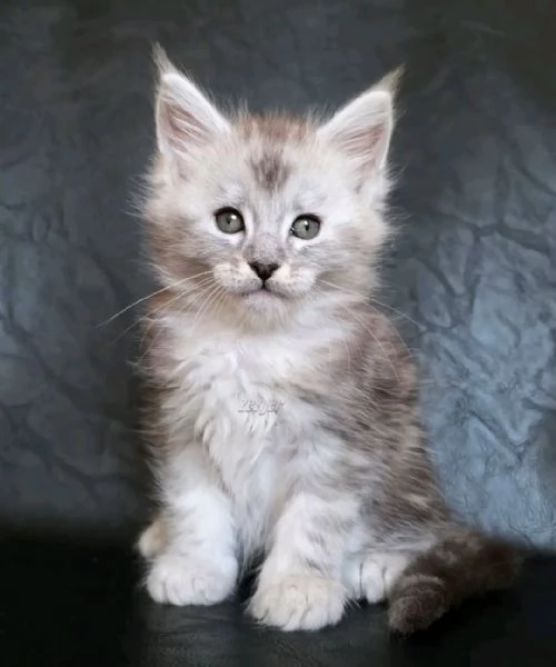 Gatti maine coon