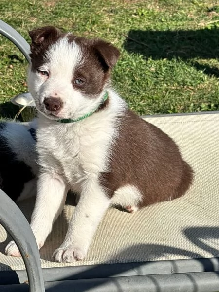 Vendo Border collie pelo corto | Foto 3