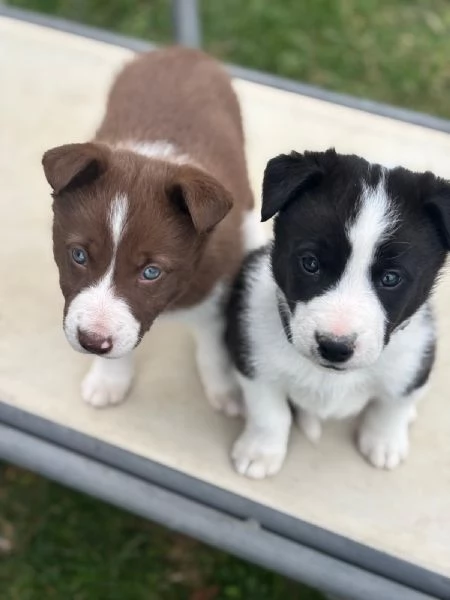 Vendo Border collie pelo corto | Foto 2