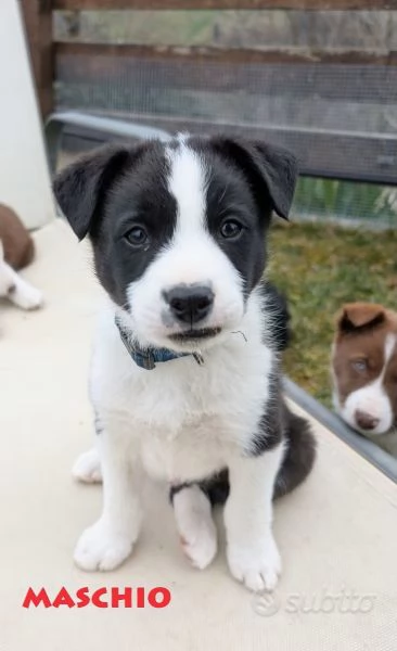Vendo Border collie pelo corto | Foto 1