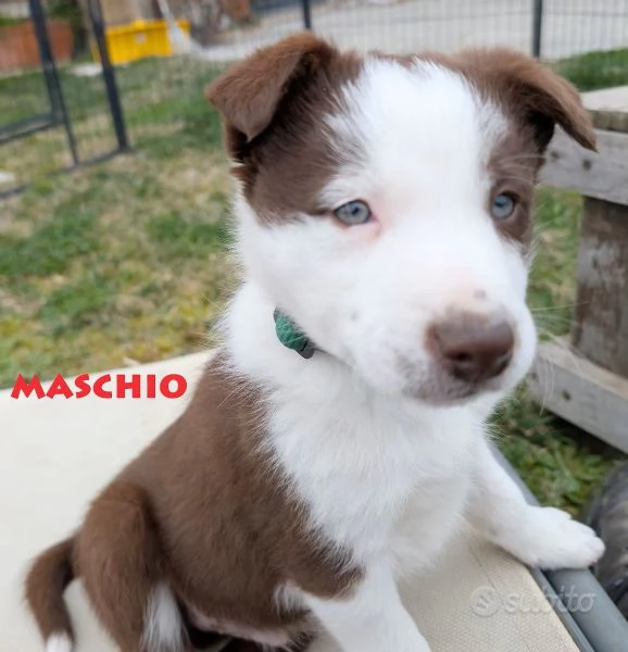 Vendo Border collie pelo corto | Foto 0