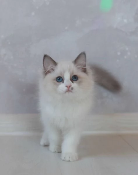 Ragdoll Treasures Your Perfect Feline Friend | Foto 1