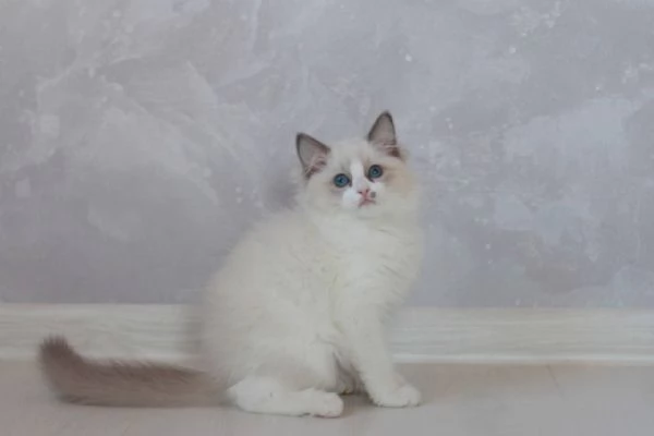 Ragdoll Treasures Your Perfect Feline Friend | Foto 0