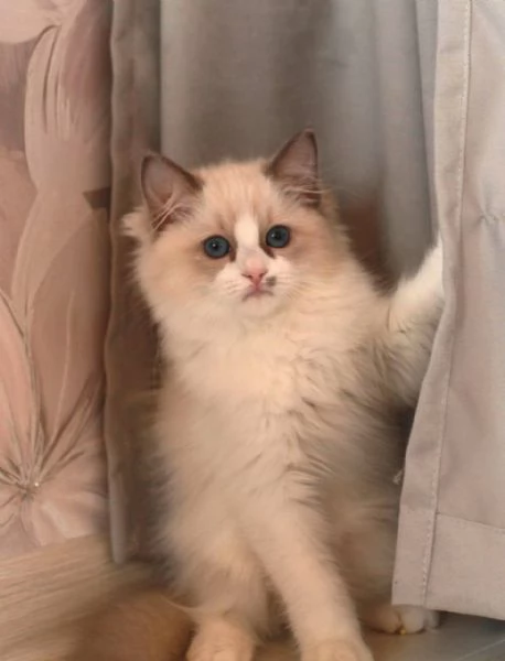 Ragdoll Treasures Your Perfect Feline Friend