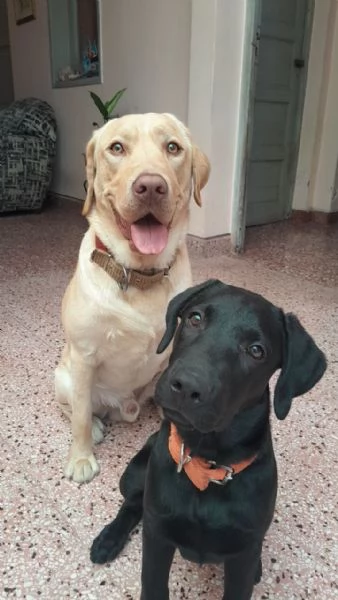 Royal Labrado Retriever Gentle Companions for Life | Foto 1