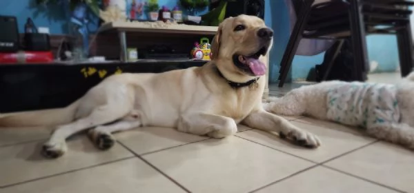 Royal Labrado Retriever Gentle Companions for Life | Foto 0