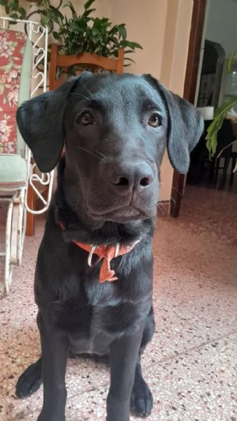 Royal Labrado Retriever Gentle Companions for Life