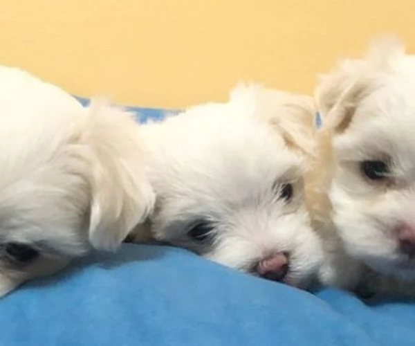 Maltese puppies pure breed