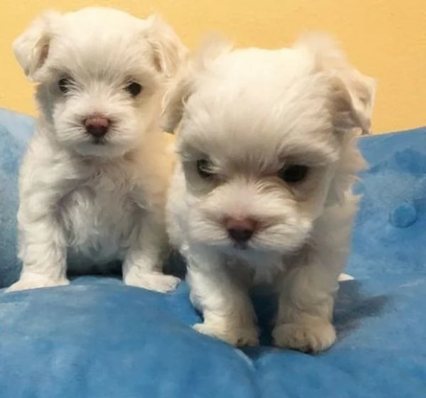 Maltese puppies pure breed | Foto 2