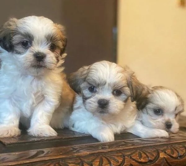 Maltese puppies pure breed | Foto 1