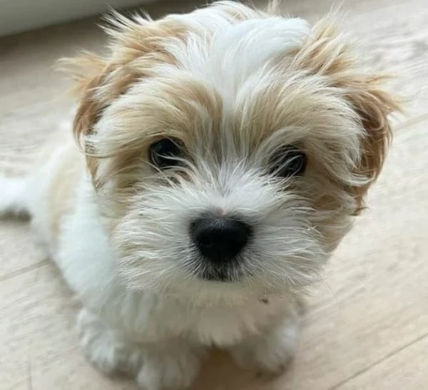 Cuccioli di maltese di razza pura | Foto 2