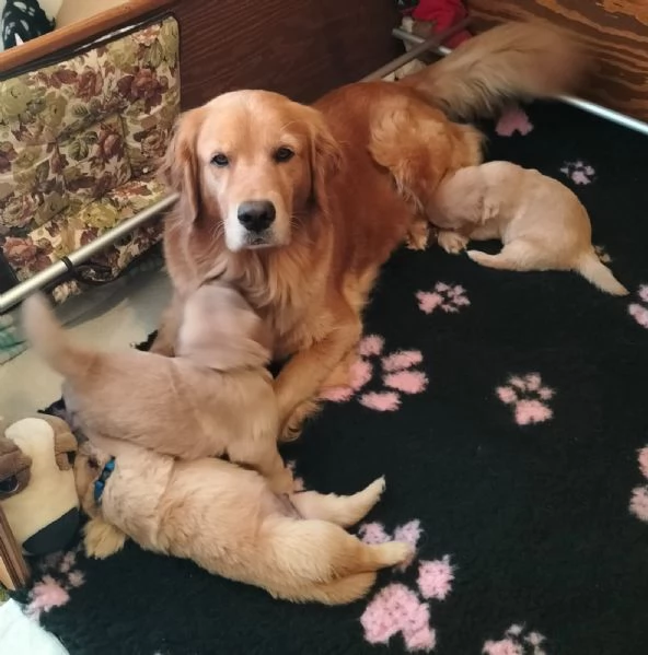 Golden Retriever Americano con Pedigree
