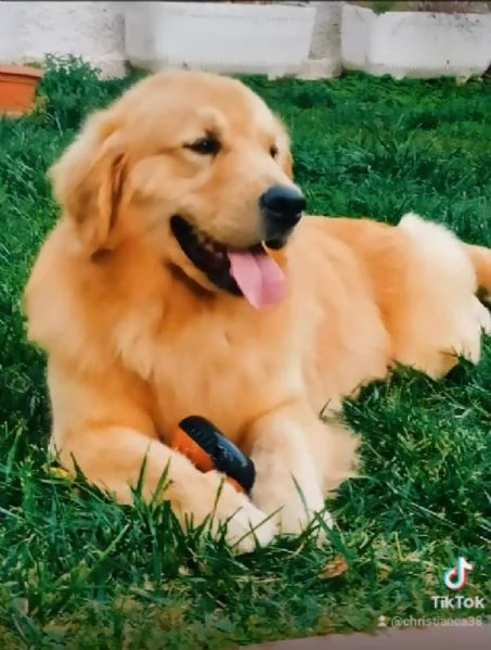 Golden Retriever Americano con Pedigree | Foto 2