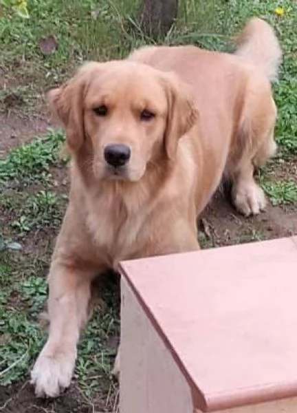 Golden Retriever Americano con Pedigree | Foto 1