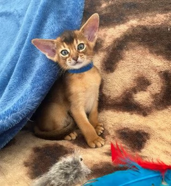 Splendidi Gattini Abissino