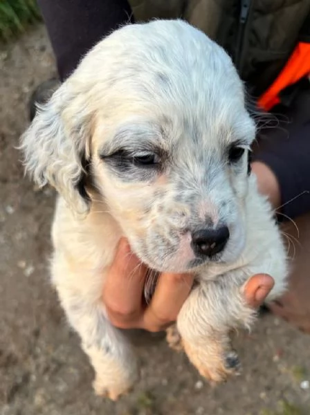 Setter inglese  | Foto 1